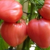 Oxheart tomatoes
